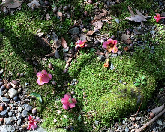 苔と落ちた侘助2