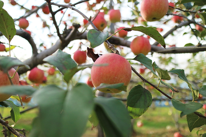 apple_02