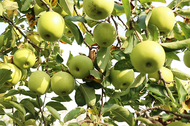 apple_03