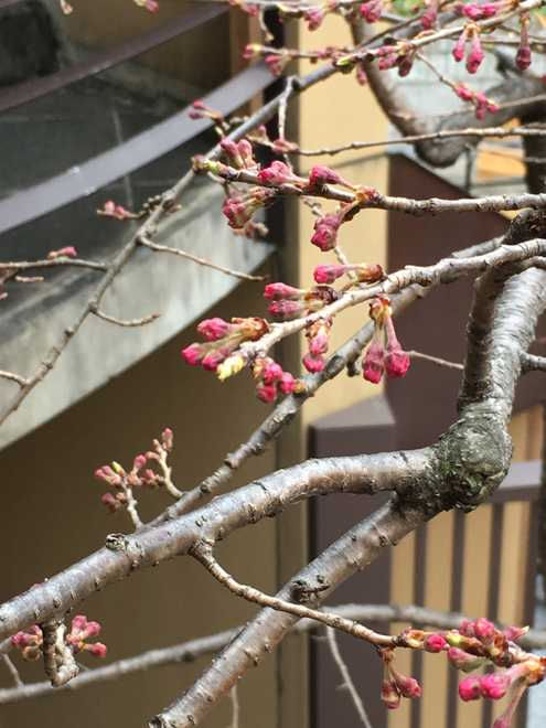 sakura2
