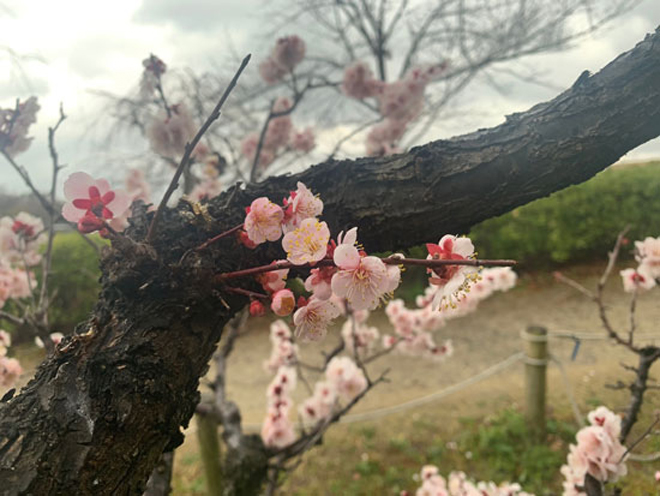 ume1