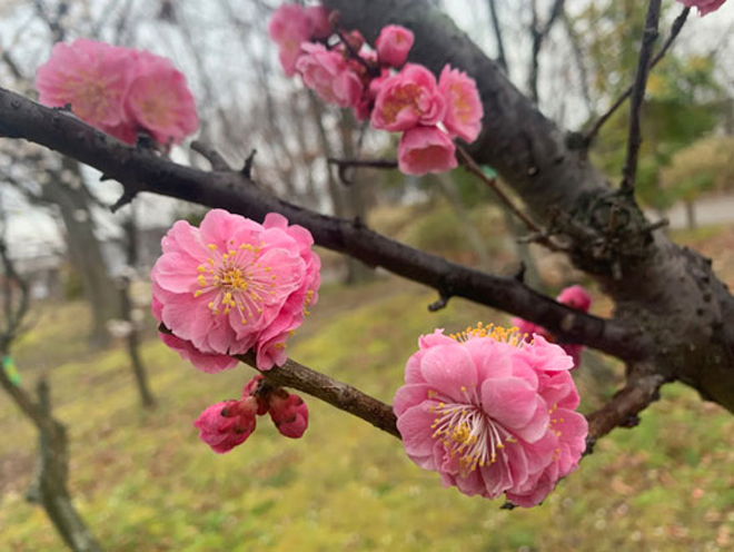 ume2