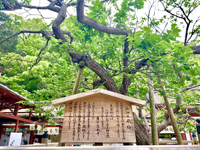 飛梅