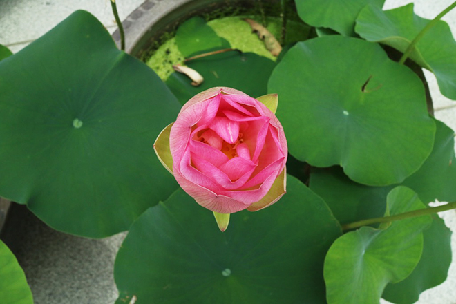 yakushiji_05